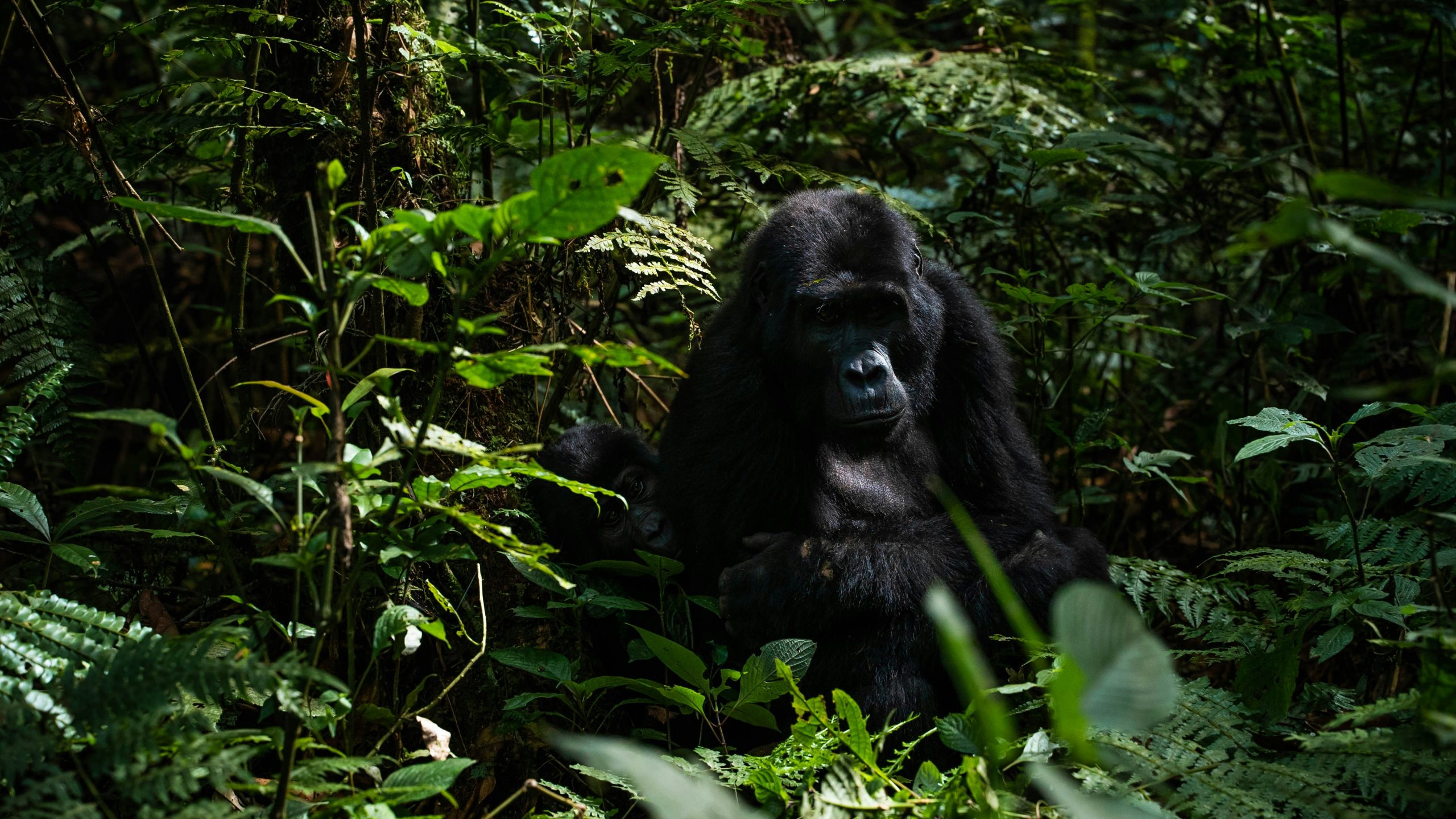 4 Days Uganda Gorilla Safari