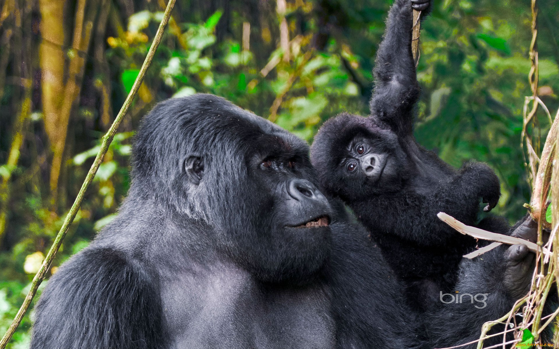 5 Days Ultimate Primate Safari