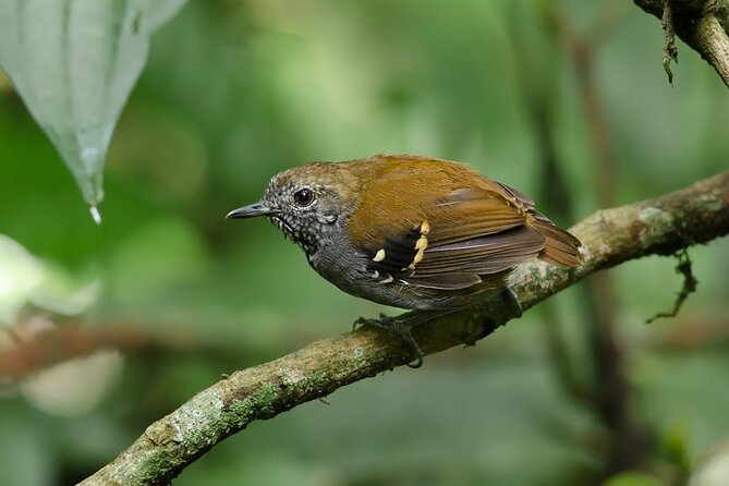 7 Days Albertine Rift Endemic Birding Safari