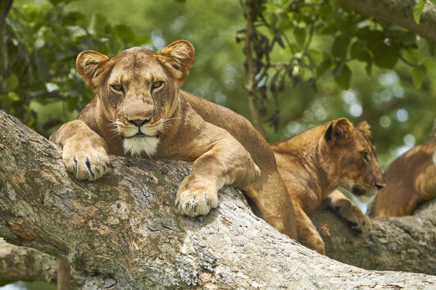 12 Days Luxury Uganda-Rwanda-Tanzania Adventure Safari