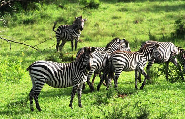 5 Days Uganda Wildlife Safari