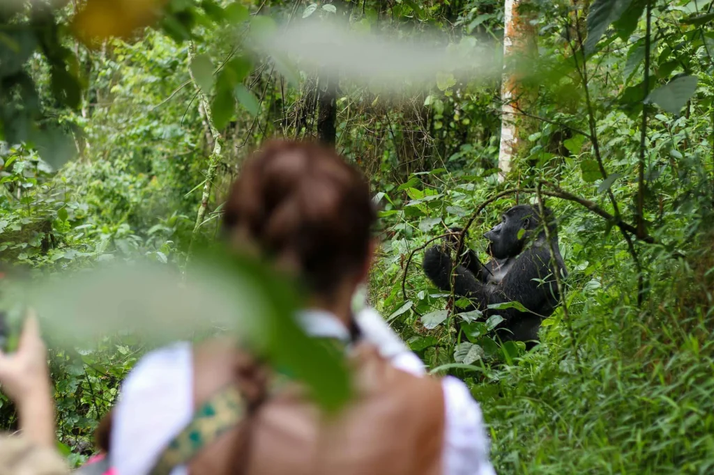 7 Days Luxury Gorilla and Wildlife Safari