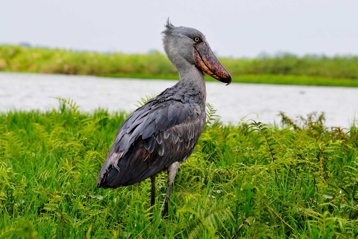 10 Days Ultimate Uganda Birding Safari