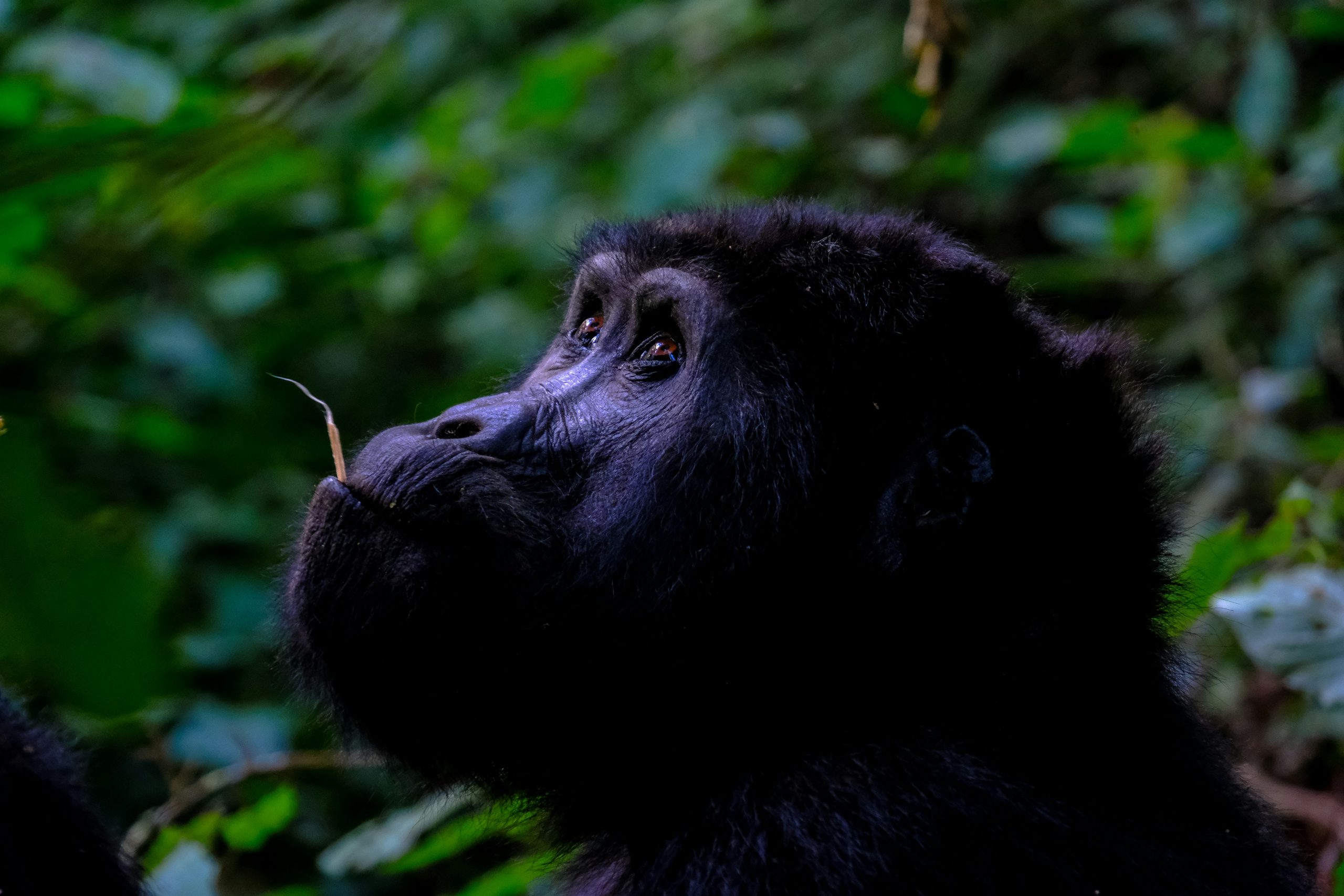6 Days Comprehensive Primate Experience
