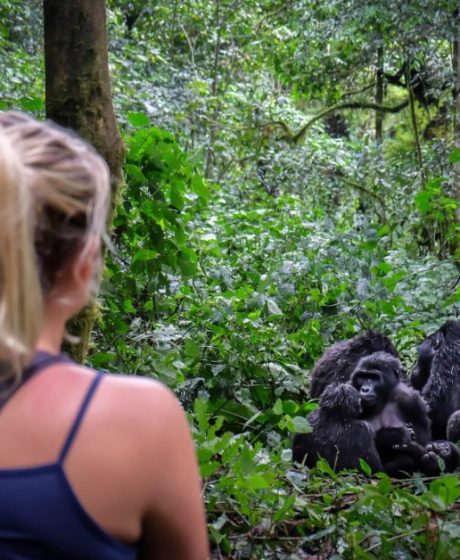 Gorilla-Trekking-1024x628