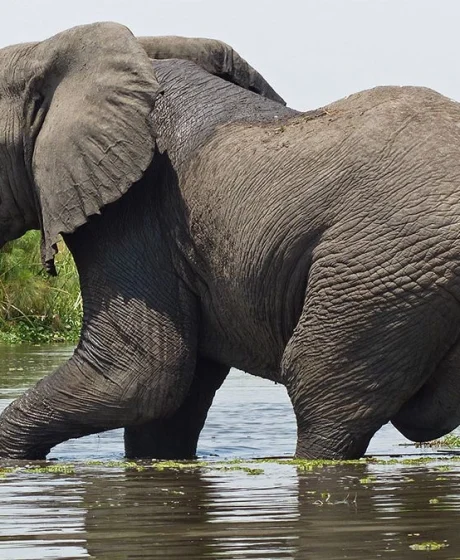 Safari-to-Murchison-falls-National-Park-1200x675